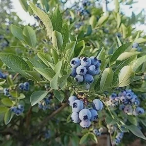 5 Heintooga Blueberry Starter Plug Plants - Vaccinium formosum x - USDA Zones 4-10 - Image 8