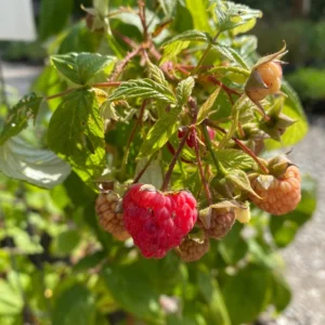 5 Heritage Red Raspberry Starter Plug - Rubus idaeus - Live Bare Root Plant - Image 7