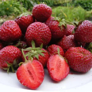 5 Honeoye Strawberry Bare Roots - Fragaria - June-Bearing, Hardy - Image 1