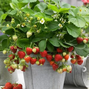 5 Honeoye Strawberry Bare Roots - Fragaria - June-Bearing, Hardy - Image 7