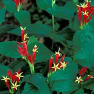 5 Indian Pinkroot Bare Root Plants Spigelia Marilandica Native Perennial Wildflower - Image 1