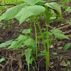5 Jack In The Pulpit Plants - Arisaema Triphyllum Native Wildflower Bare Root - Image 2