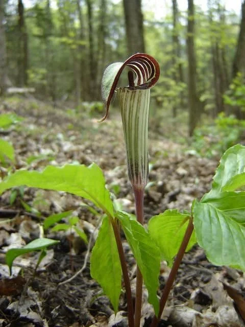 5 Jack In The Pulpit Plants - Arisaema Triphyllum Native Wildflower Bare Root - Image 3