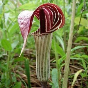 5 Jack In The Pulpit Plants - Arisaema Triphyllum Native Wildflower Bare Root - Image 4