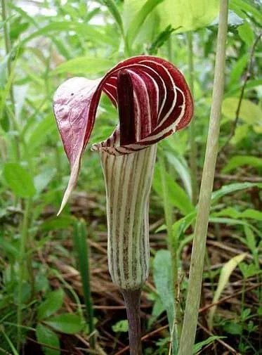 5 Jack In The Pulpit Plants - Arisaema Triphyllum Native Wildflower Bare Root - Image 4