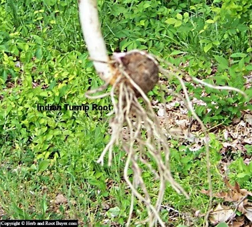 5 Jack In The Pulpit Plants - Arisaema Triphyllum Native Wildflower Bare Root - Image 5