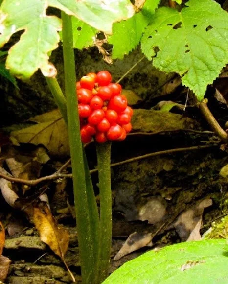 5 Jack In The Pulpit Plants - Arisaema Triphyllum Native Wildflower Bare Root - Image 6