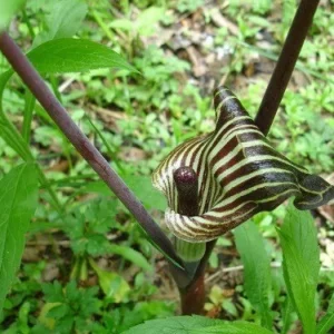 5 Jack In The Pulpit Plants - Arisaema Triphyllum Native Wildflower Bare Root - Image 7