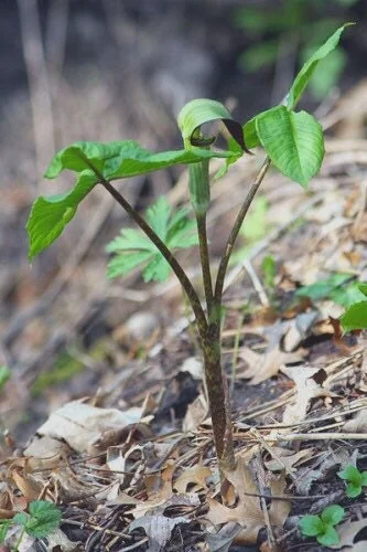 5 Jack In The Pulpit Plants - Arisaema Triphyllum Native Wildflower Bare Root - Image 8