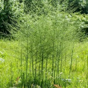 5 Jersey Giant Asparagus Bare Roots - High-Yielding Vegetable Plant - Image 2