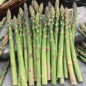 5 Jersey Giant Asparagus Bare Roots - High-Yielding Vegetable Plant - Image 1