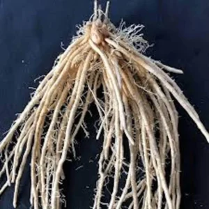 5 Jersey Giant Asparagus Bare Roots - High-Yielding Vegetable Plant - Image 8