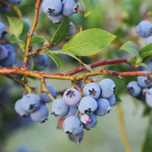 5 Jewel Blueberry Live Plant - Vaccinium corymbosum Starter Plug - Southern Highbush - Image 2