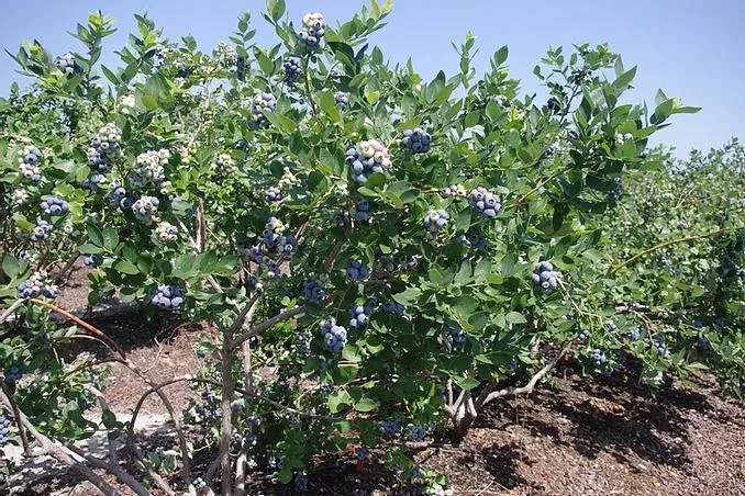 5 Jewel Blueberry Live Plant - Vaccinium corymbosum Starter Plug - Southern Highbush - Image 4