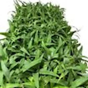 5 Kona Sugarloaf Pineapple Live Plants - Edible Fruit Bush, Ananas comosus - Image 2