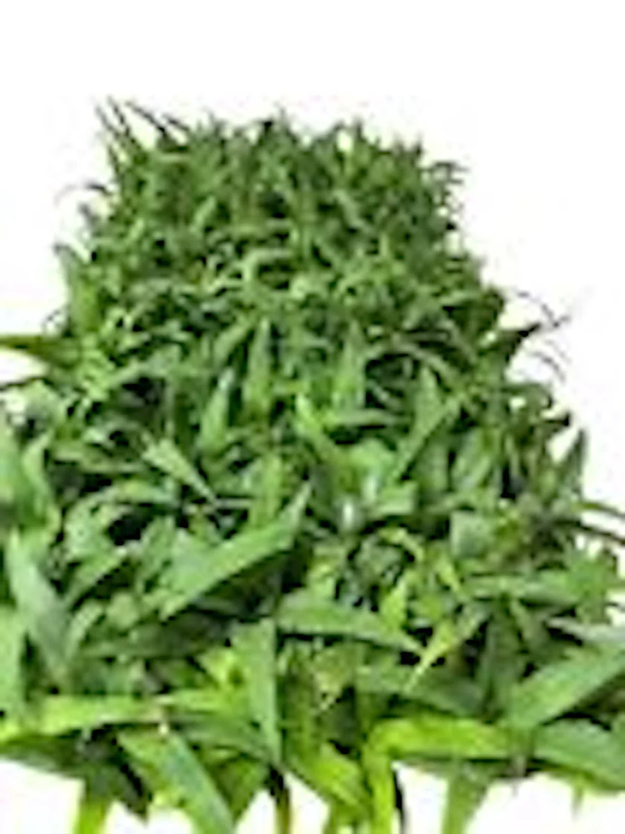 5 Kona Sugarloaf Pineapple Live Plants - Edible Fruit Bush, Ananas comosus - Image 2