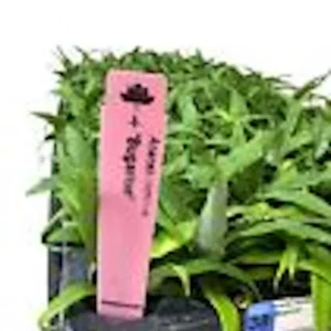 5 Kona Sugarloaf Pineapple Live Plants - Edible Fruit Bush, Ananas comosus - Image 3