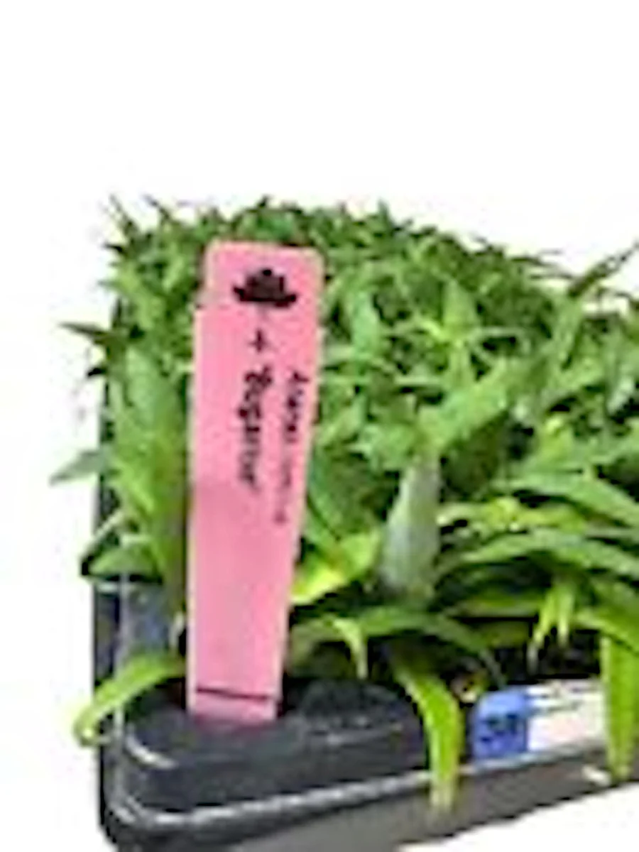 5 Kona Sugarloaf Pineapple Live Plants - Edible Fruit Bush, Ananas comosus - Image 3