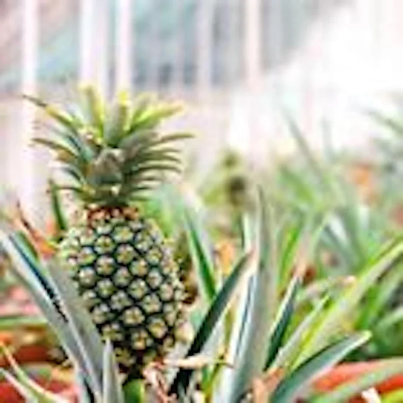 5 Kona Sugarloaf Pineapple Live Plants - Edible Fruit Bush