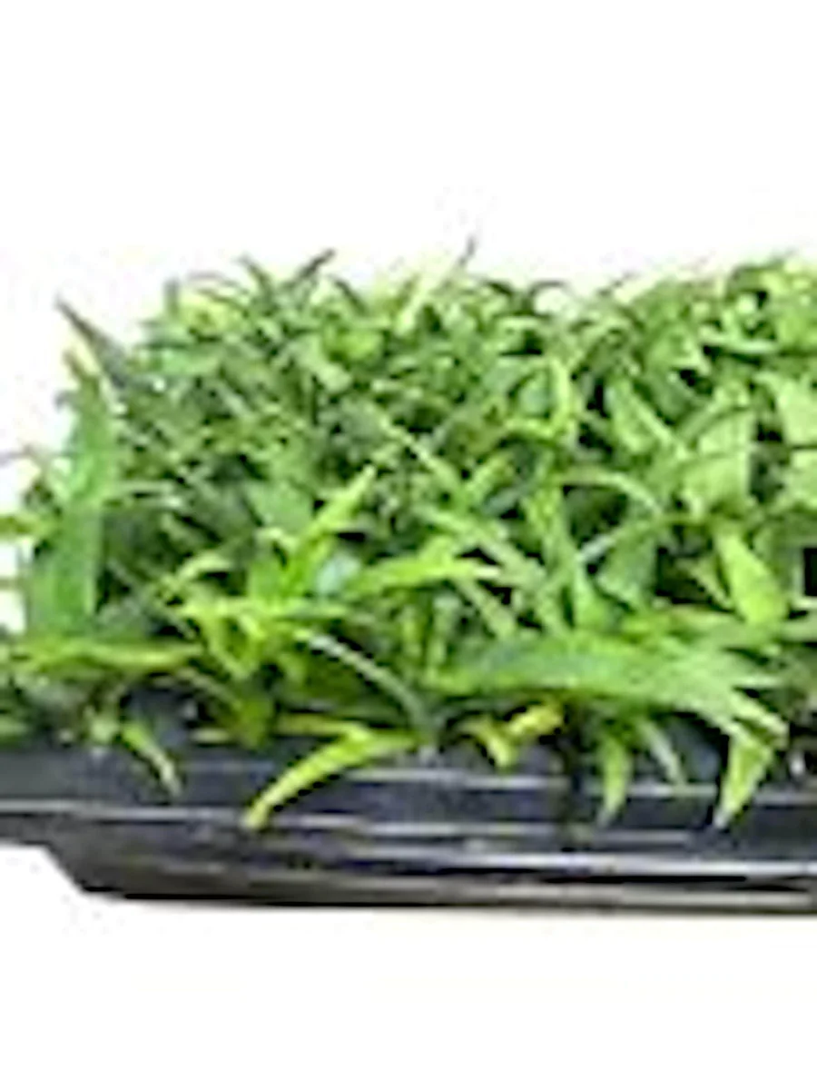 5 Kona Sugarloaf Pineapple Live Plants - Edible Fruit Bush, Ananas comosus - Image 5