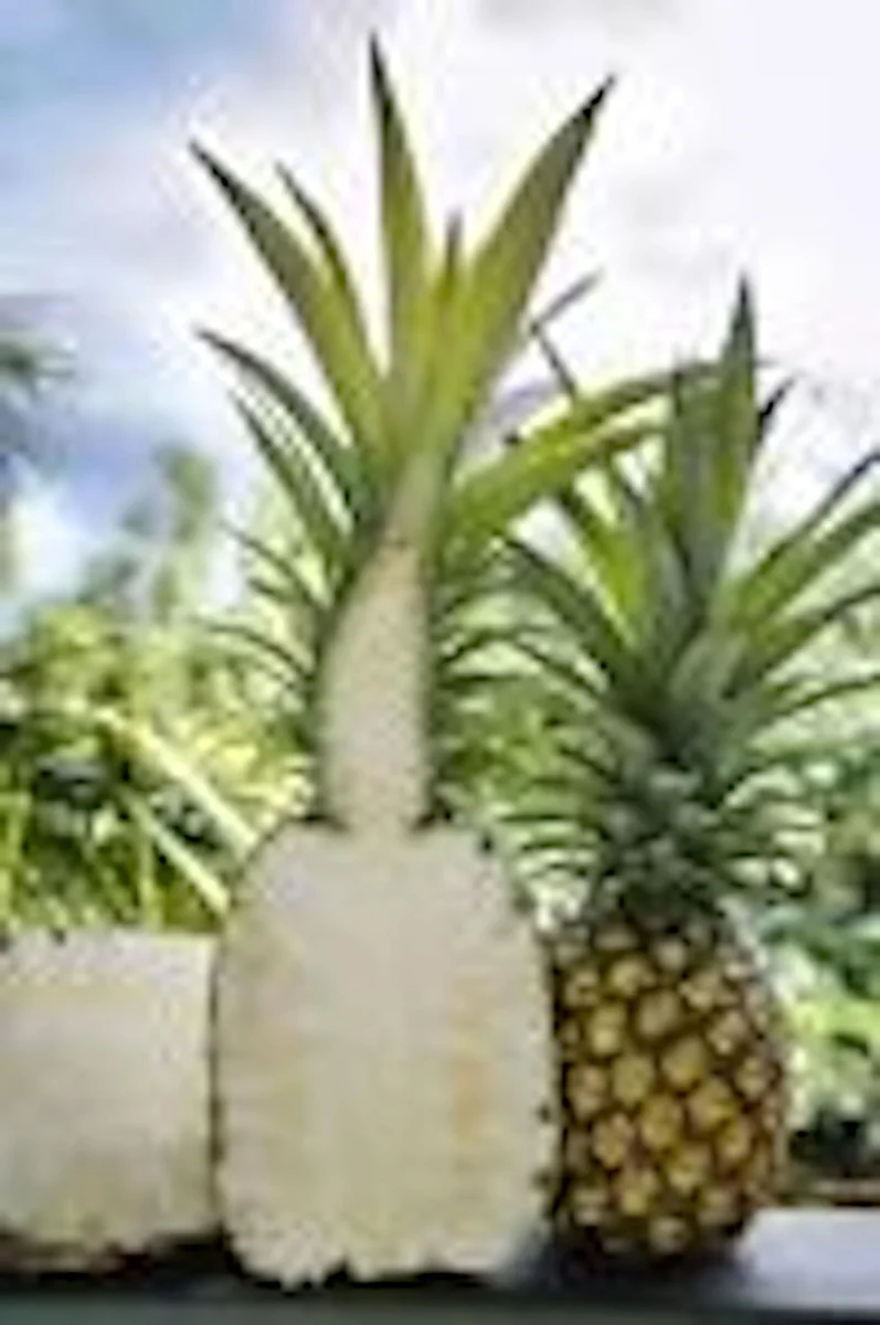 5 Kona Sugarloaf Pineapple Live Plants - Edible Fruit Bush, Ananas comosus - Image 6