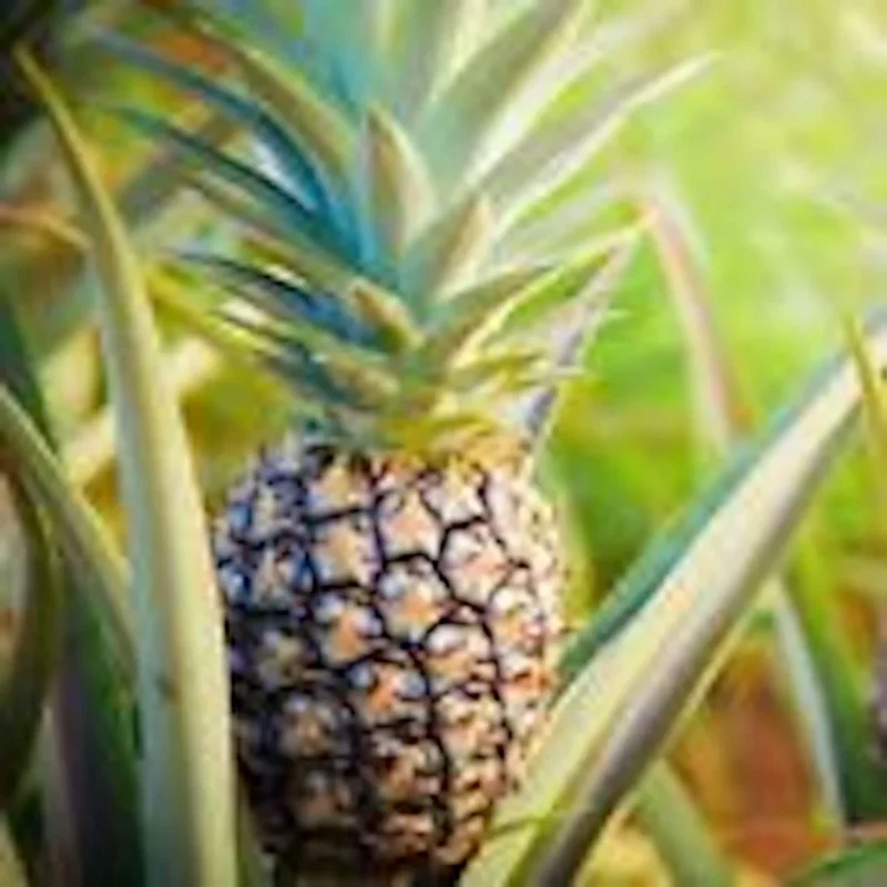 5 Kona Sugarloaf Pineapple Live Plants - Edible Fruit Bush