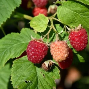 5 Latham Red Raspberry Starter Plug - Rubus idaeus - Cold Hardy Berry Plant - Image 1