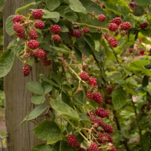 5 Latham Red Raspberry Starter Plug - Rubus idaeus - Cold Hardy Berry Plant - Image 4