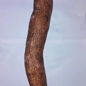 5 lbs Cassava Root - Edible Yuca Manioc - Manihot esculenta for Cooking - Image 2