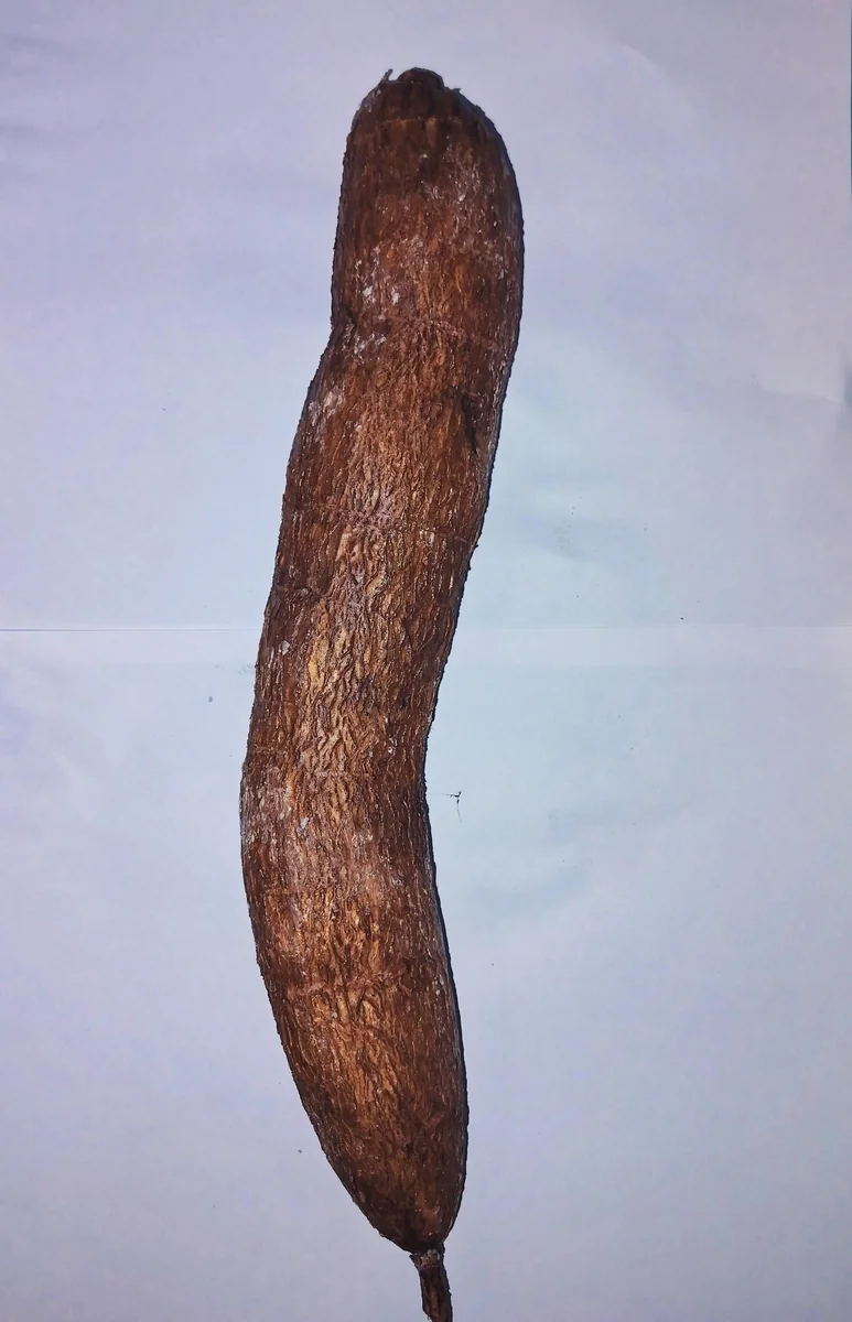 5 lbs Cassava Root - Edible Yuca Manioc - Manihot esculenta for Cooking - Image 2