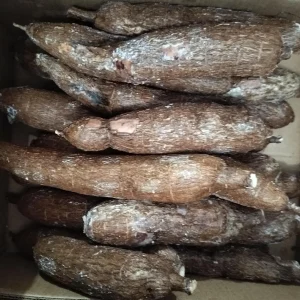 5 lbs Cassava Root - Edible Yuca Manioc - Manihot esculenta for Cooking - Image 1
