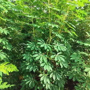 5 lbs Cassava Root - Edible Yuca Manioc - Manihot esculenta for Cooking - Image 4