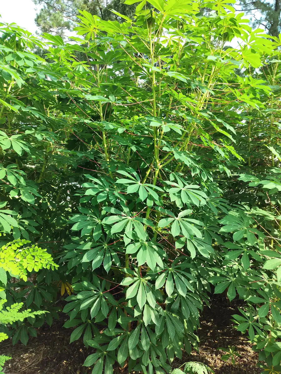 5 lbs Cassava Root - Edible Yuca Manioc - Manihot esculenta for Cooking - Image 4