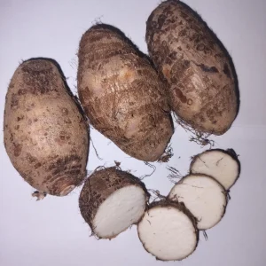 5 lbs Fresh Eddoe Corms - Taro (Colocasia Antiquorum) for Planting or Cooking - Image 2