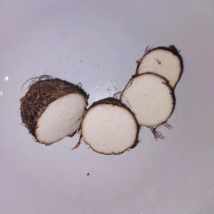 5 lbs Fresh Eddoe Corms - Taro (Colocasia Antiquorum) for Planting or Cooking - Image 3