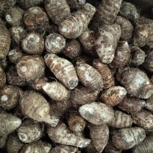 5 lbs Fresh Eddoe Corms - Taro (Colocasia Antiquorum) for Planting or Cooking - Image 1