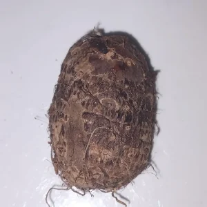 5 lbs Fresh Eddoe Corms - Taro (Colocasia Antiquorum) for Planting or Cooking - Image 4