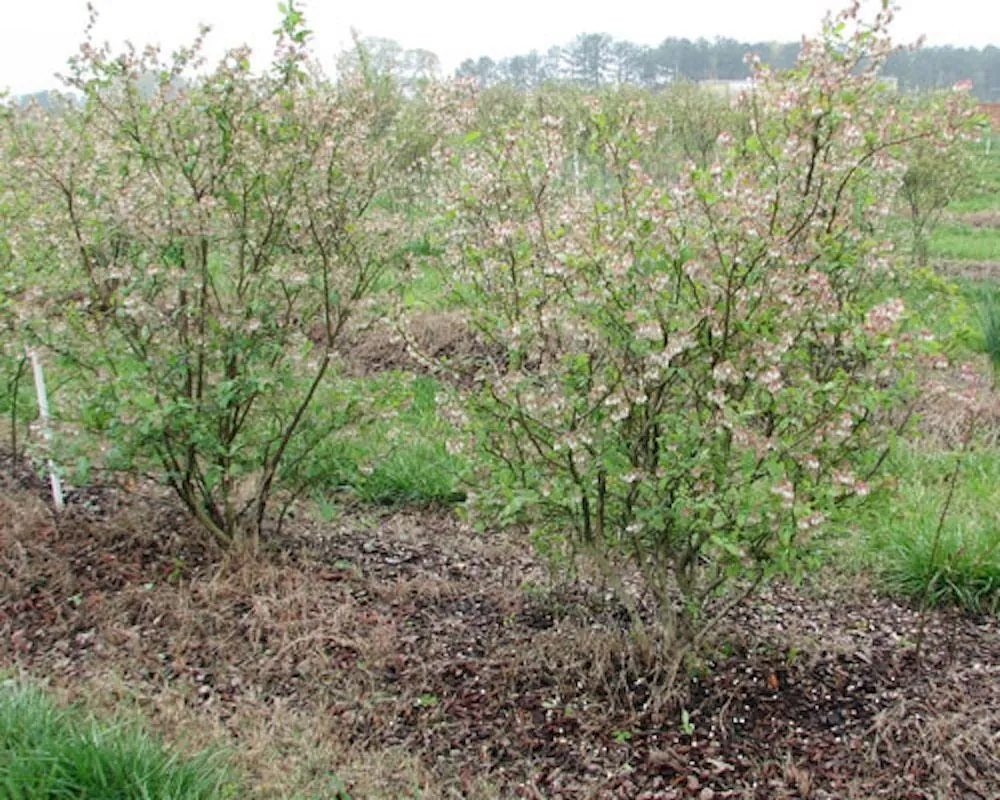 5 Legacy Blueberry Starter Plugs - Vaccinium corymbosum Live Plant - Image 7