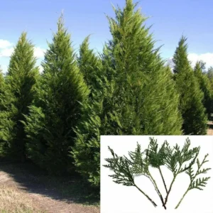 5 Leyland Cypress Tree Cuttings - Fresh, Fast Growing Privacy Screen Live Plant - Image 2