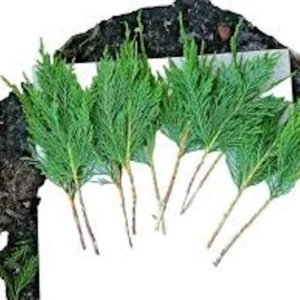 5 Leyland Cypress Tree Cuttings - Fresh, Fast Growing Privacy Screen Live Plant - Image 3