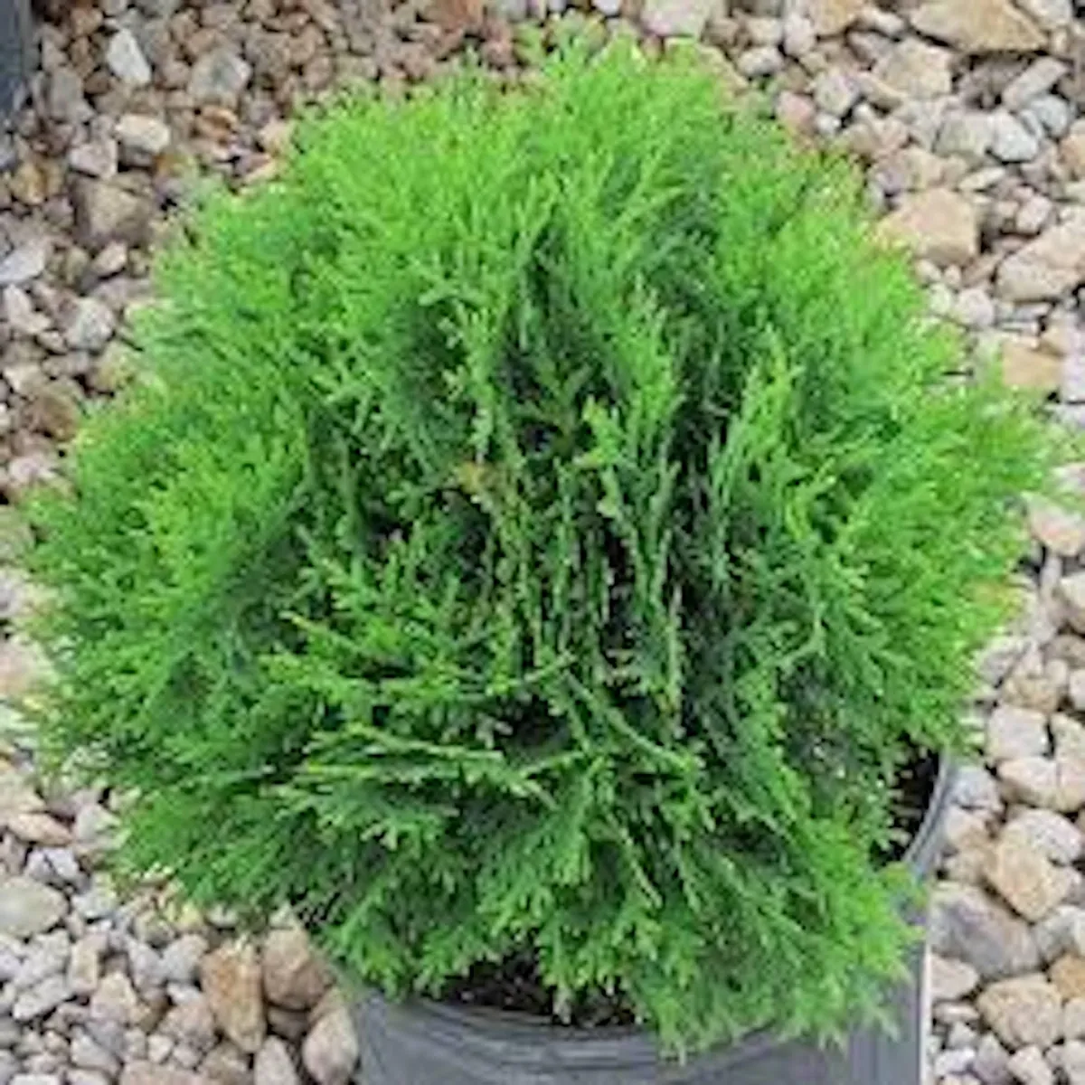 5 Little Giant Arborvitae Plants – Thuja occidentalis – Bare Root Evergreen Shrub – Outdoor - Image 2