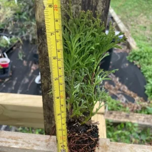 5 Little Giant Arborvitae Plants – Thuja occidentalis – Bare Root Evergreen Shrub – Outdoor - Image 4