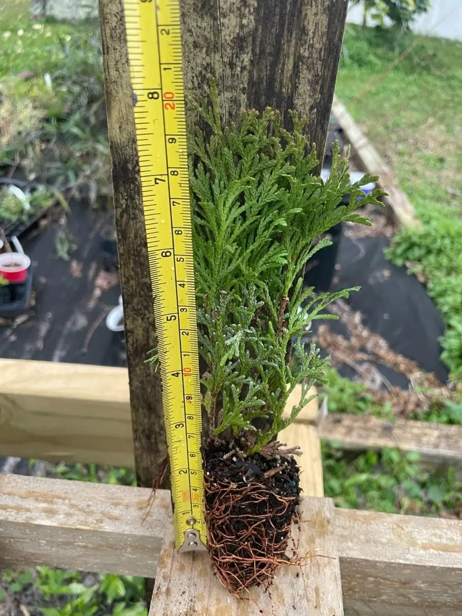 5 Little Giant Arborvitae Plants – Thuja occidentalis – Bare Root Evergreen Shrub – Outdoor - Image 4