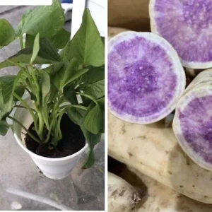 5 Live Purple Okinawa Sweet Potato Plants - Edible Vegetable, Potted, Indoor/Outdoor - Image 1