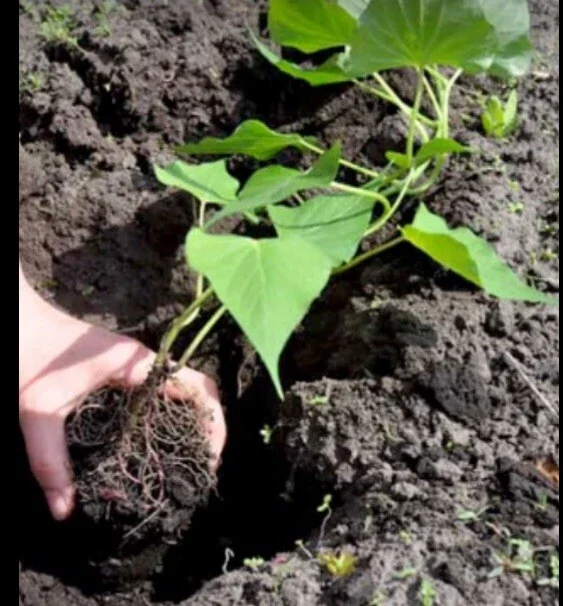 5 Live Purple Okinawa Sweet Potato Plants - Edible Vegetable, Potted, Indoor/Outdoor - Image 7