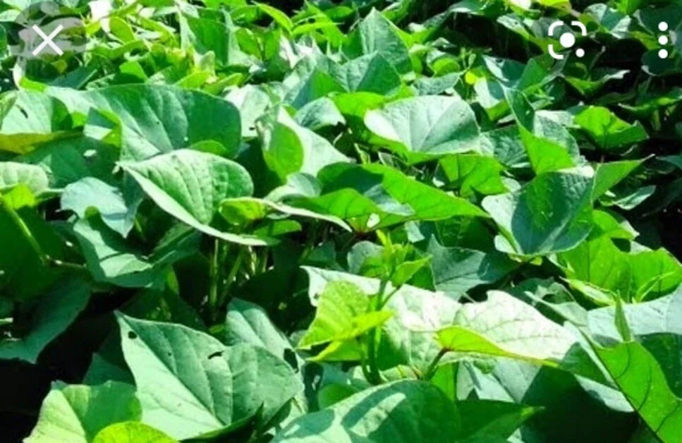 5 Live Purple Okinawa Sweet Potato Plants - Edible Vegetable, Potted, Indoor/Outdoor - Image 8