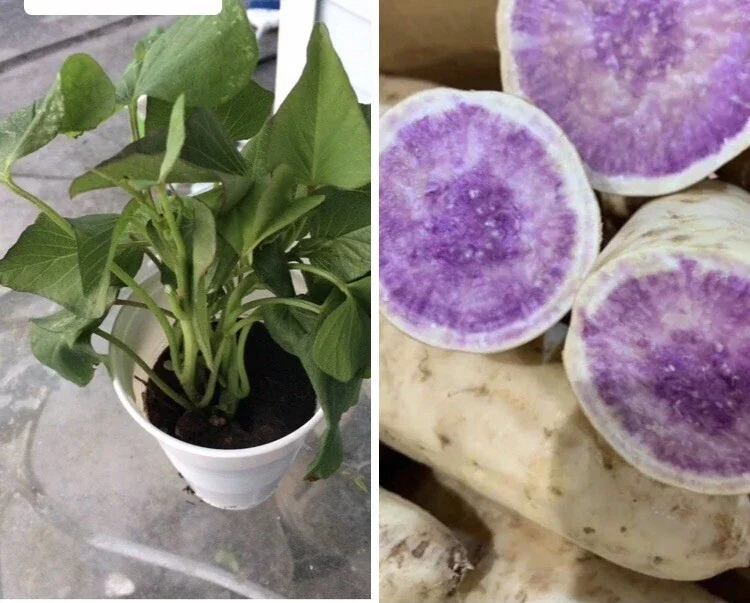 5 Live Purple Okinawa Sweet Potato Plants - Edible Vegetable, Potted, Indoor/Outdoor - Image 1