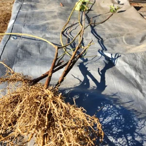 5 Lynwood Gold Forsythia Bare Root Plants - 12-18" Tall, Yellow Flowers - Image 2