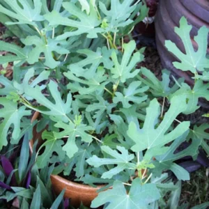 5 Magnolia Fig Starter Plugs - Ficus carica 'Magnolia' Live Plant - Image 5