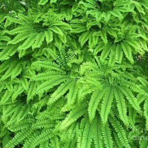 5 Maidenhair Fern Bare Root Plants - Adiantum pedatum - Organic, Outdoor - Image 10